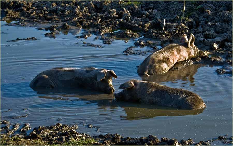 Banatcki nilski konji...