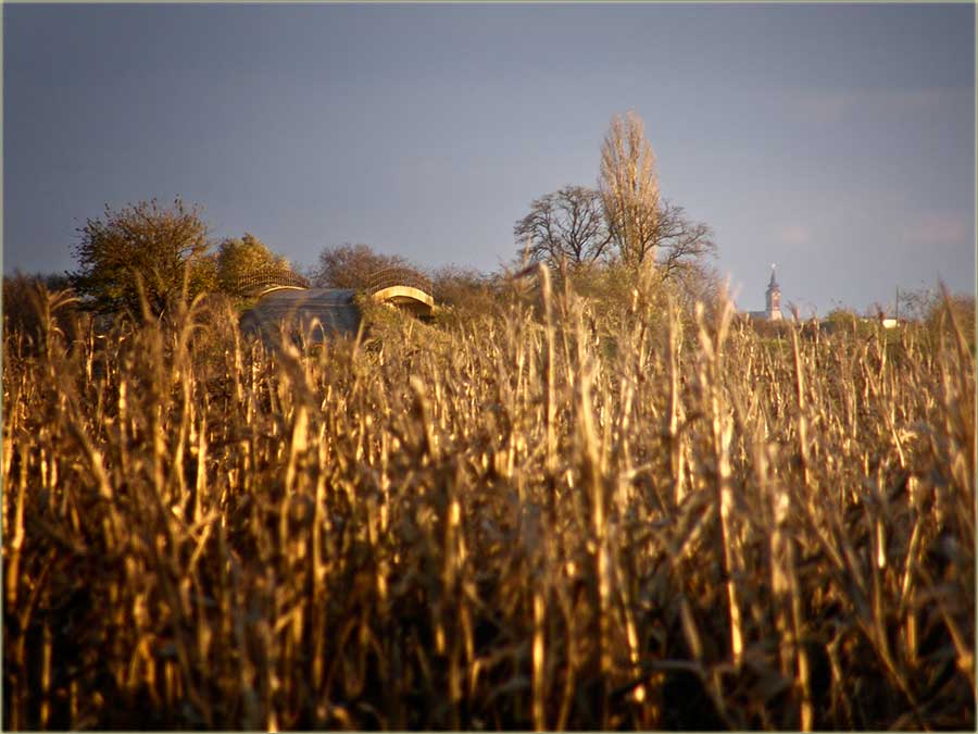 Popo se na ludaju, razgrno kukuruz