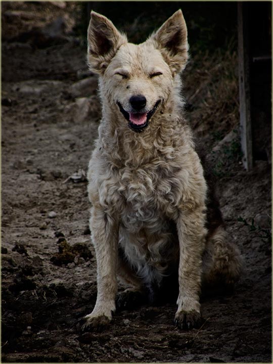 Nadri kuršmiti II ...