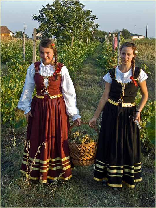 Jesen berićetna VI ...