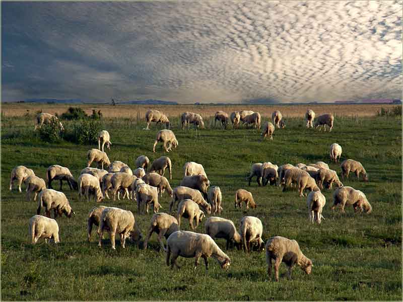 Ko neMož da zaSpi, broji ovce ...