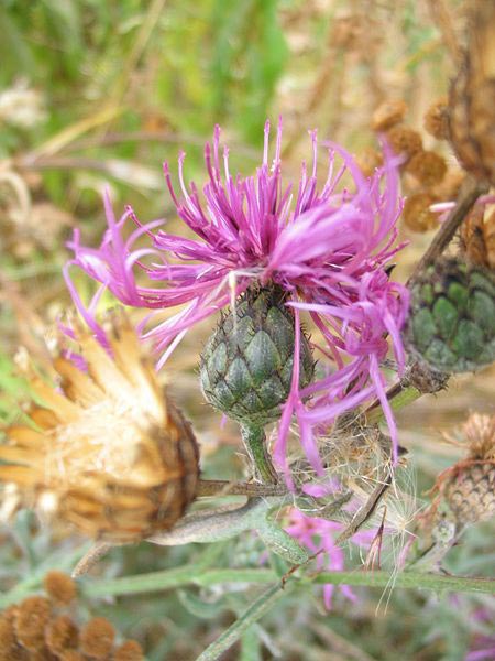 Sadler-imola ili Budai-imola ...