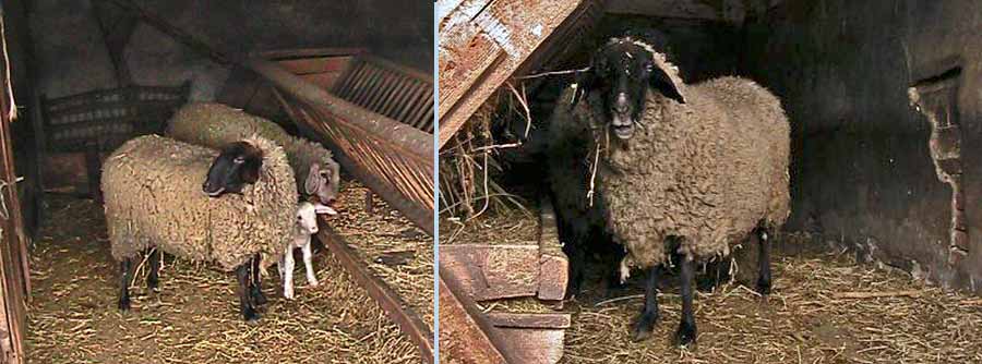 Pašnjaci će žaliti za cigajom ...