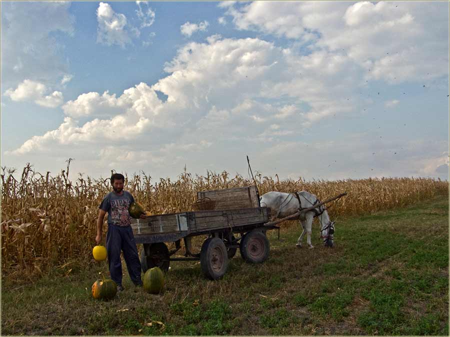 Jesen berićetna I ...