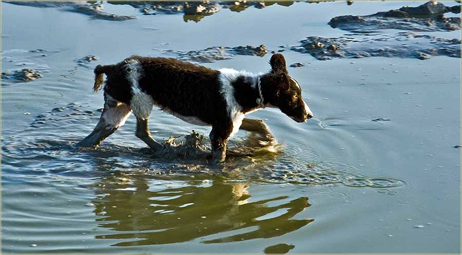 Čip(s)ovanje kera ...