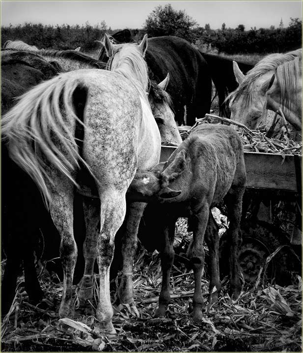 O konjskom dupetu ...