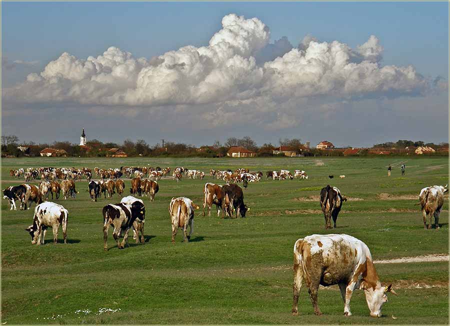 Ipak - Krava na putu !!!