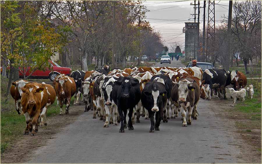Nema više - Krava na putu !!!