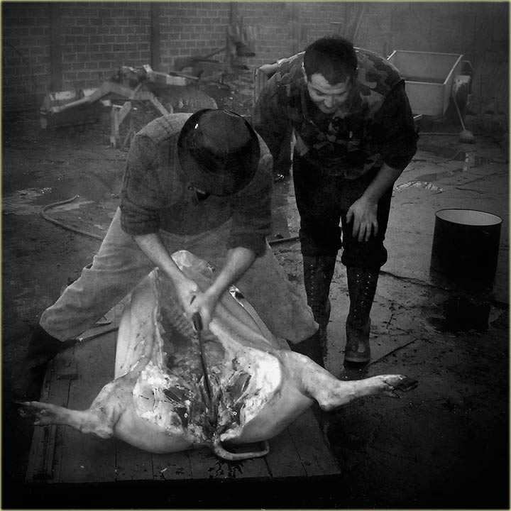 Krenili disnatori ...