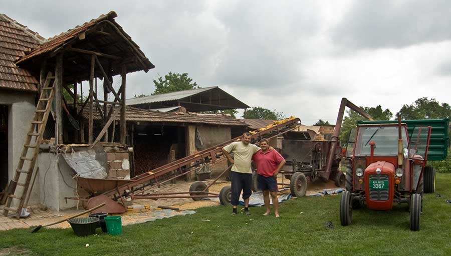 Lanjski kukuruz se kruni ...
