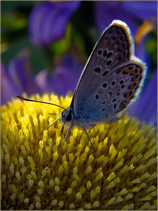 Besan kav leptir ...