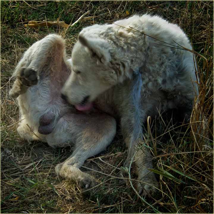 Nadri kuršmiti I ...