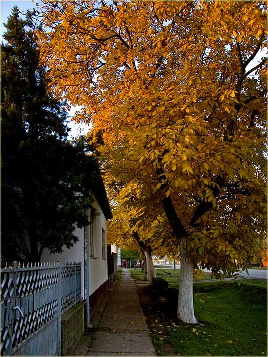 Slabo spada lišće ove godine ...
