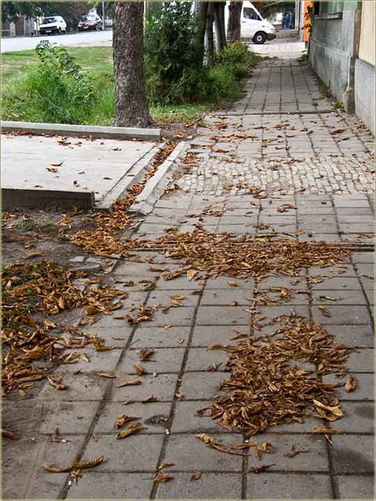 Počela je sizona čišćenja lišća !!!