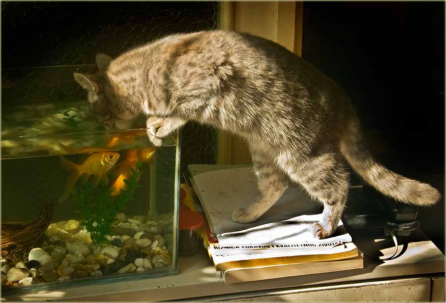 Zdravo jako brezObrazna mačka ...