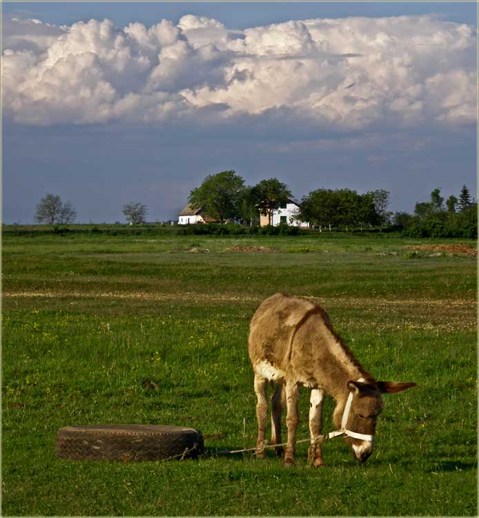 Glupav ko magarac ...