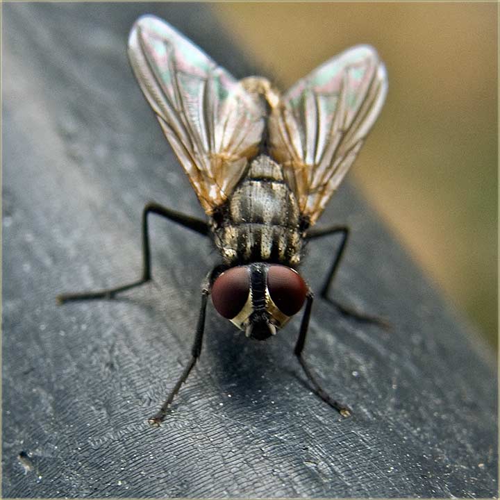 Dalje nećeš moći !!!