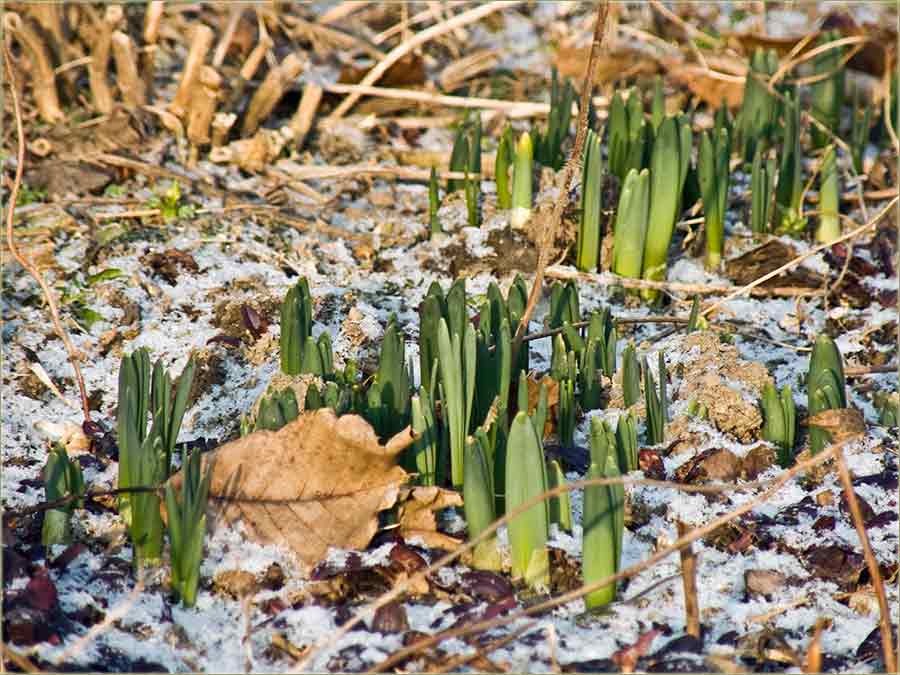 Narcisi krećedu !!!