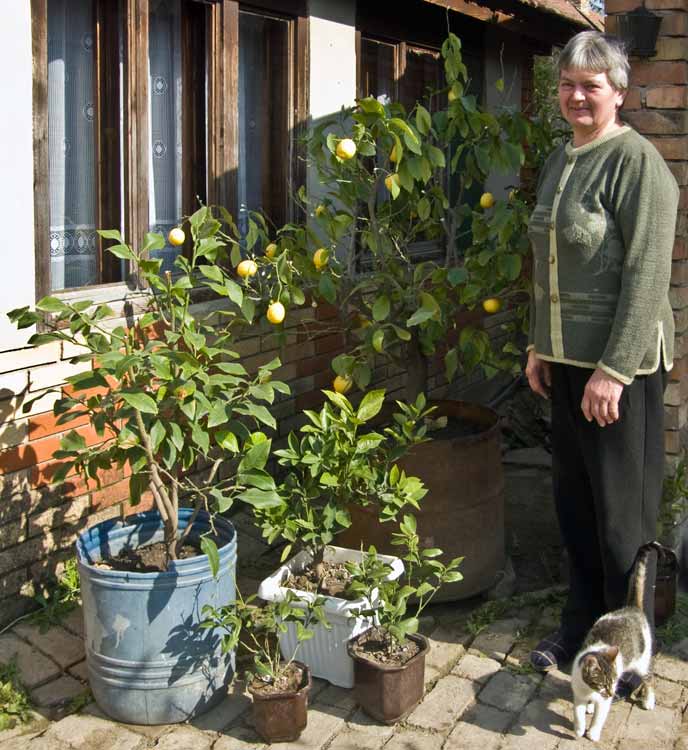 NM limuni i pomarandže ...