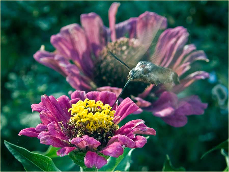 Srećan 8-mi mart !!!