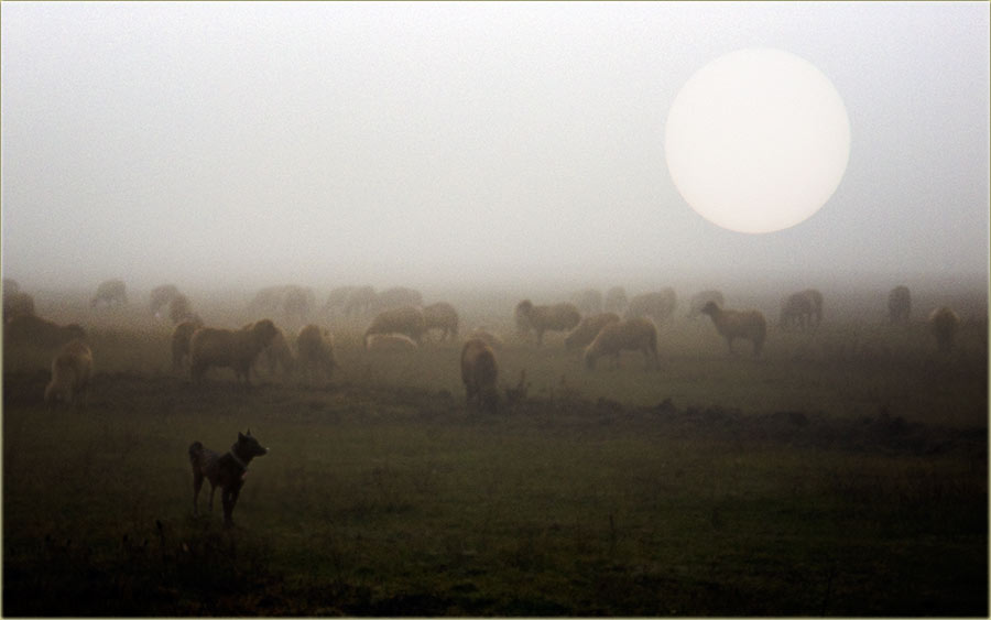 Kad je ker dobar ...