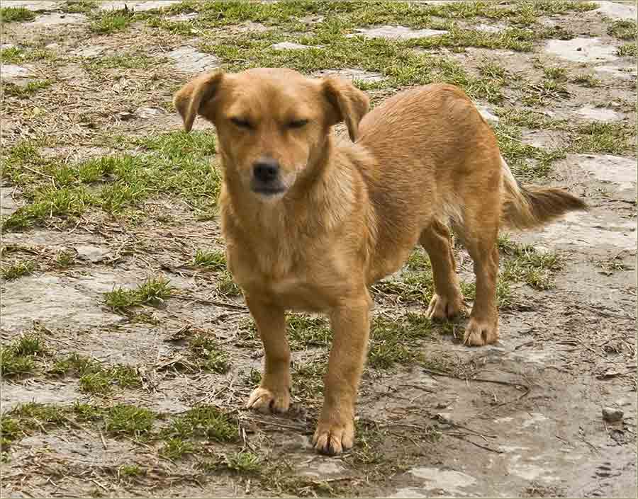 O kerećijim vigovima ...