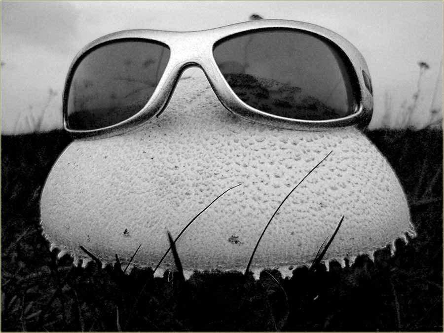 Pečurka velika, kav moja glava !!!