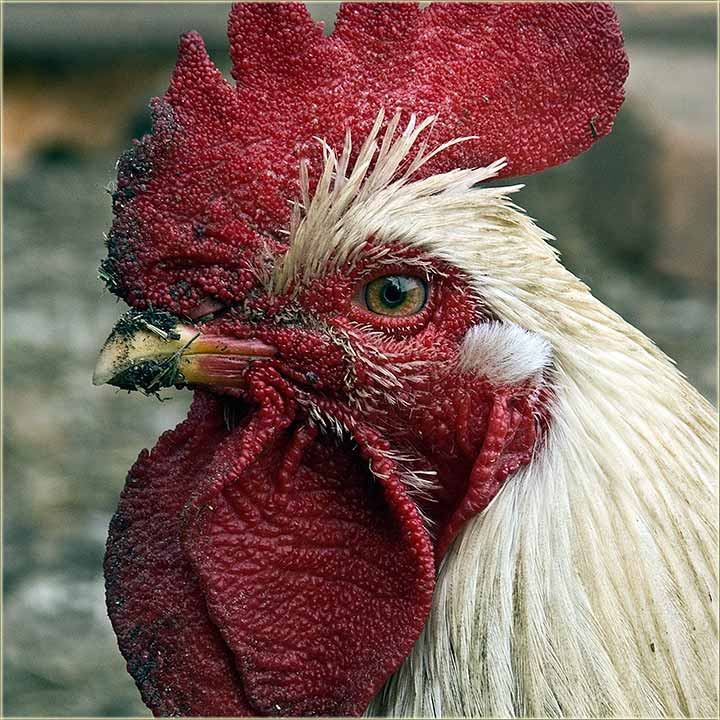 Mlogi, a poGotovu prvi petlovi, su sRdali !!!