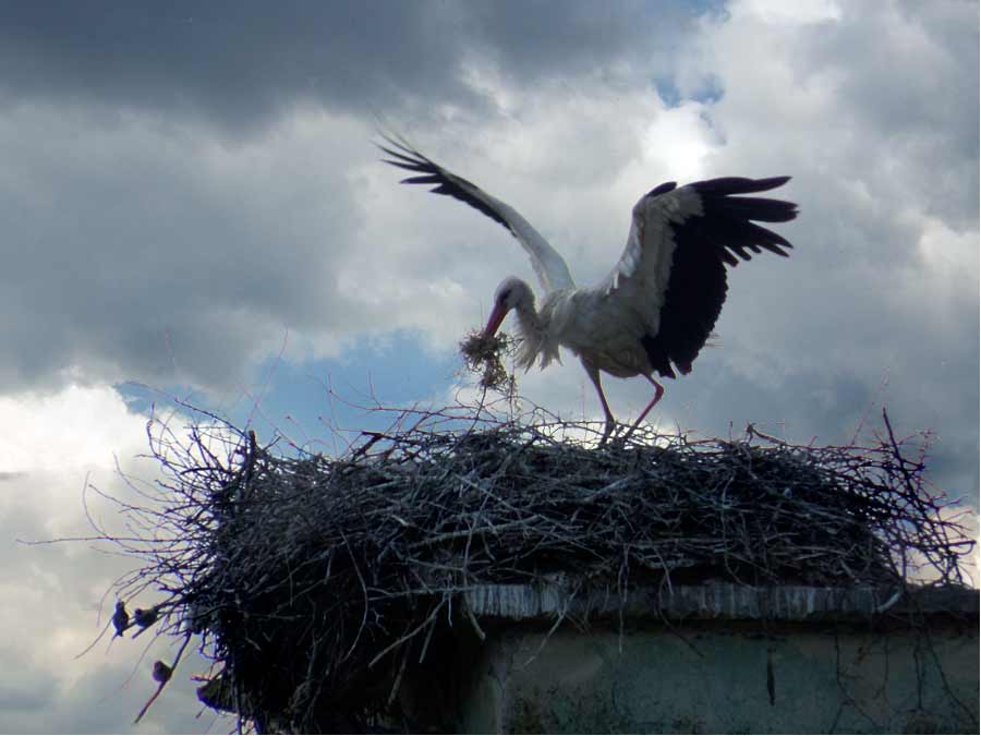 I rode voledu na mekano ...