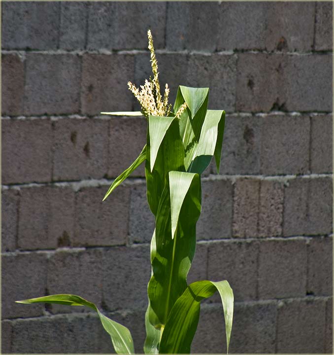 Kukuruz šećerac ...