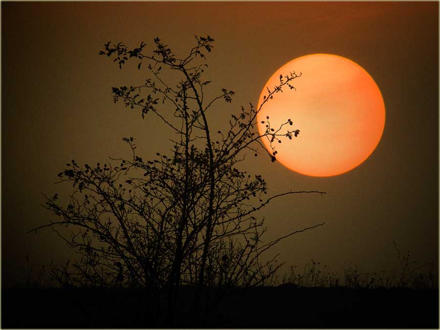 Šipak na zalastku Cunca ...