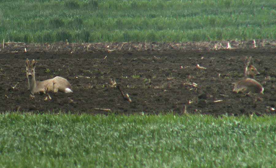 Poplašene srne ...