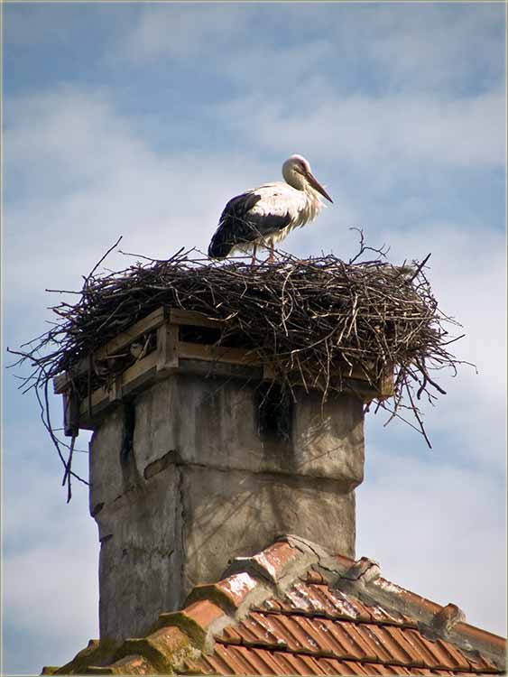 Stigle su nam rode !!!