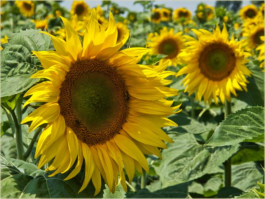 ProCveto je cuncukret ...