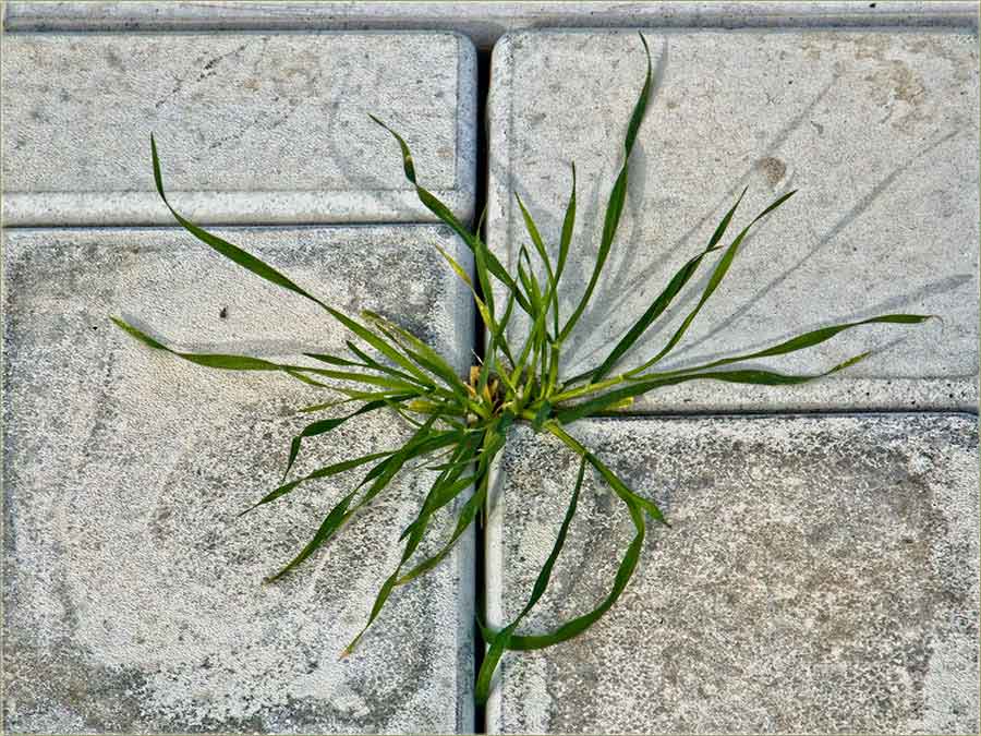 Surava je ova borba za život ...