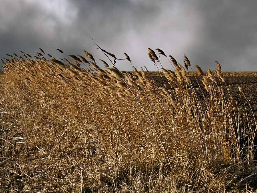 Noćno, zimsko, vetroviti divani ...