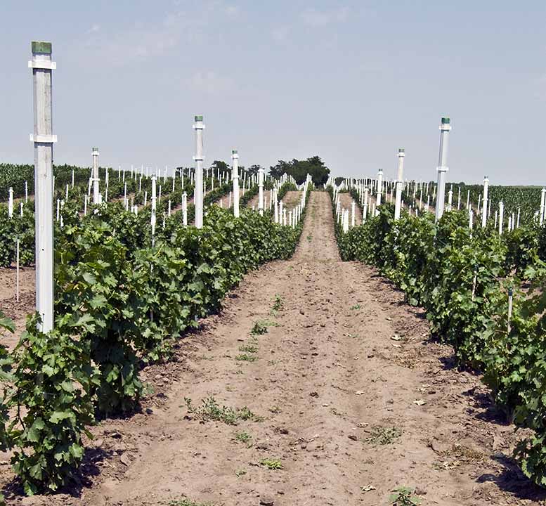 Vinograd porodice Tot ...