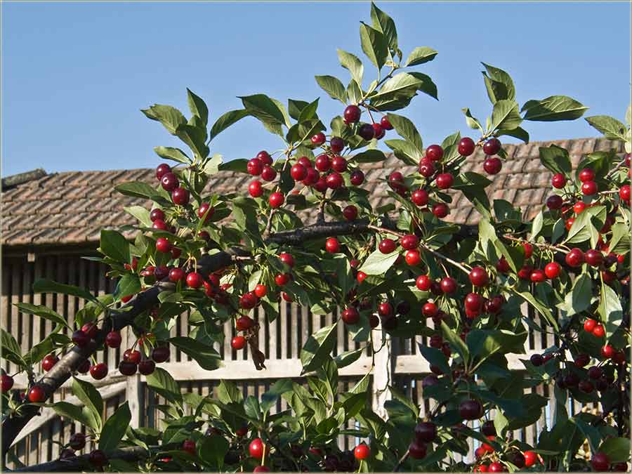 Brzo branje višanja ...