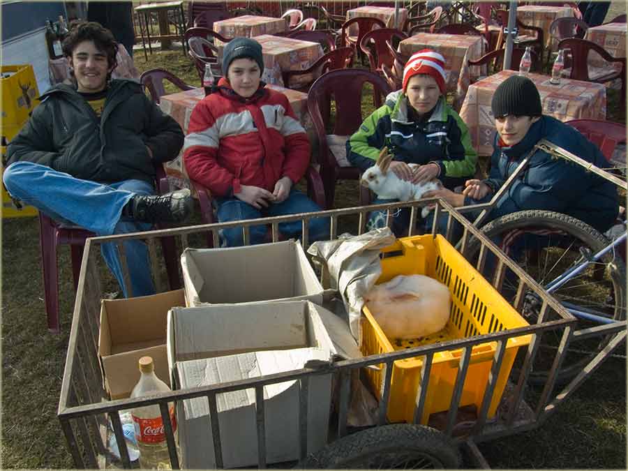 Domaći zecovi na prodaju ...
