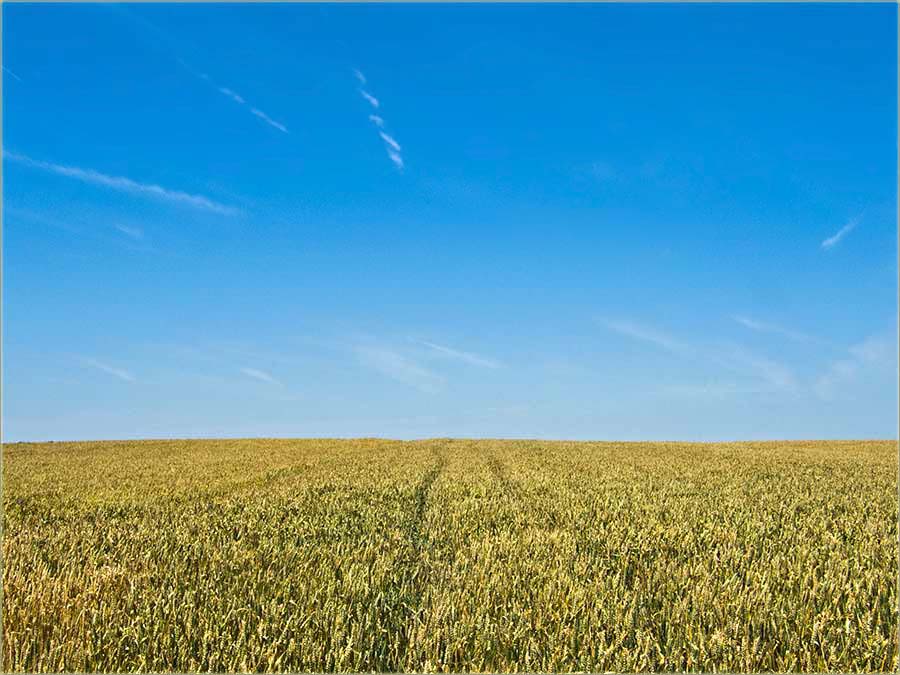 Još malko, pa počinje žetva !!!