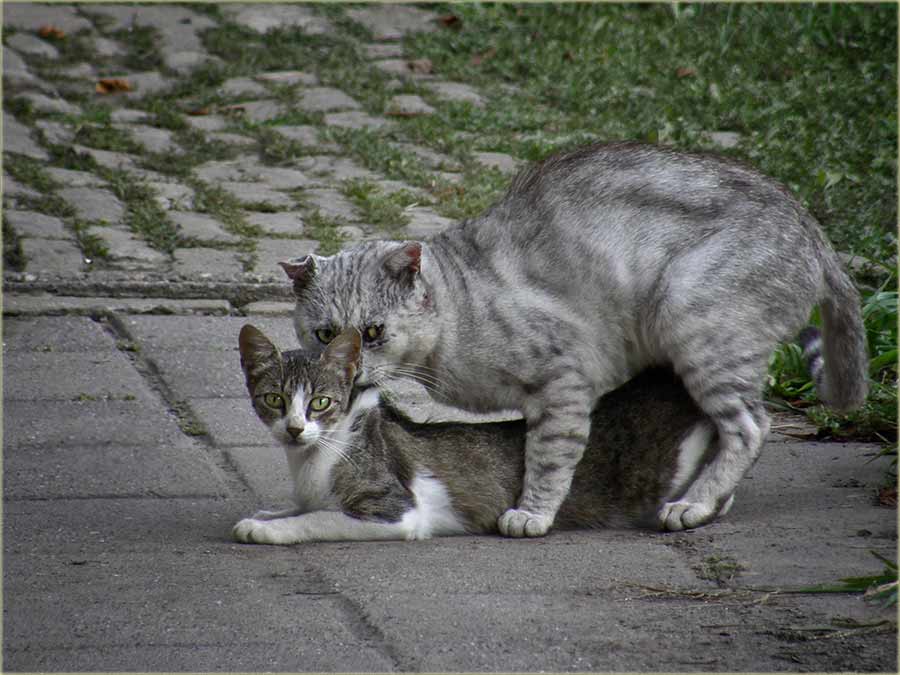 Danaske je 10-ti avgust !!!