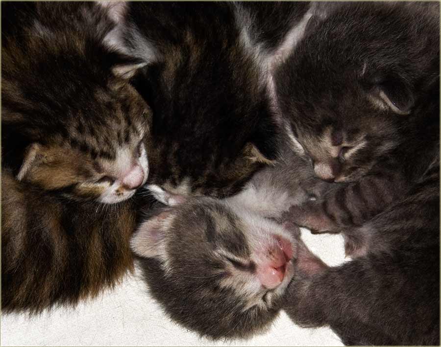 BrezBrižno, mačijo detinjstvo ...