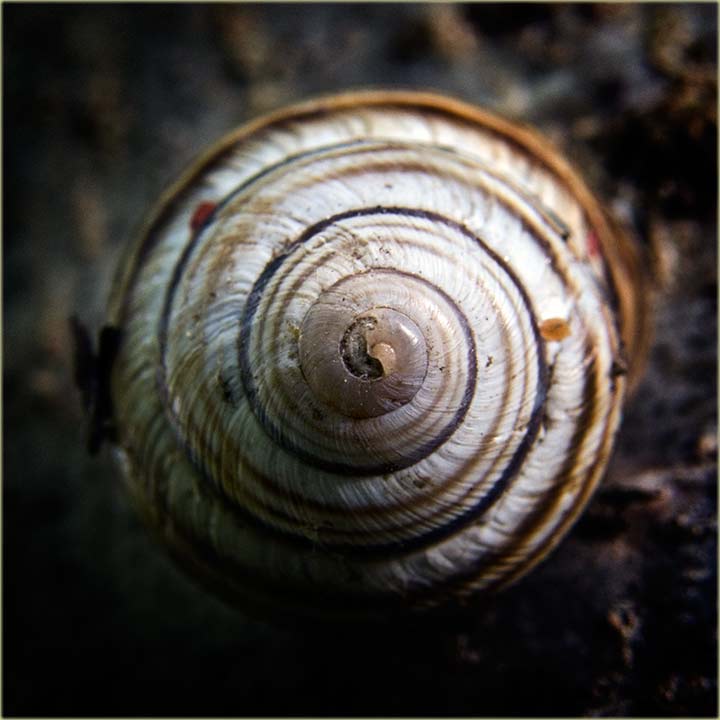 Ja ću glasati, za ovu Sliku dana...