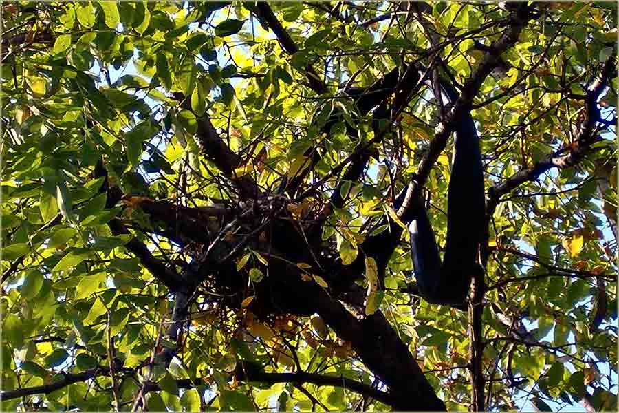 Iz NM rubrike - verovali il ne ...