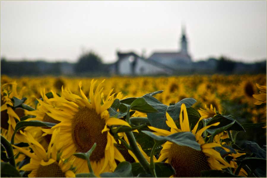 Iza cuncuKreta je Karlovo ...