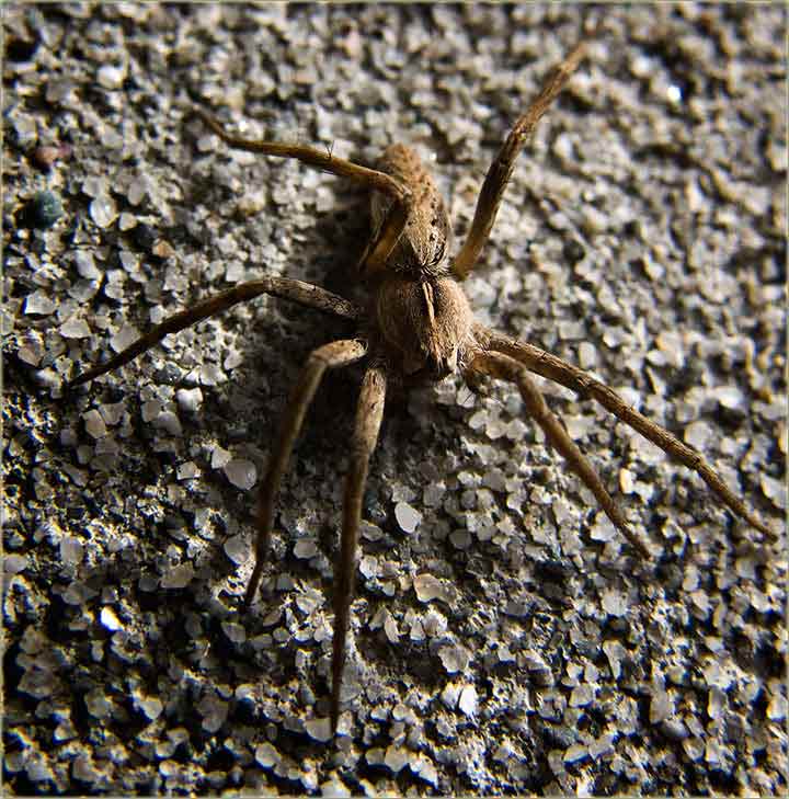 Još malko, pa saĆe proleće !!!