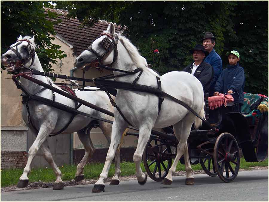 Umaranje konja pridSvatove ...