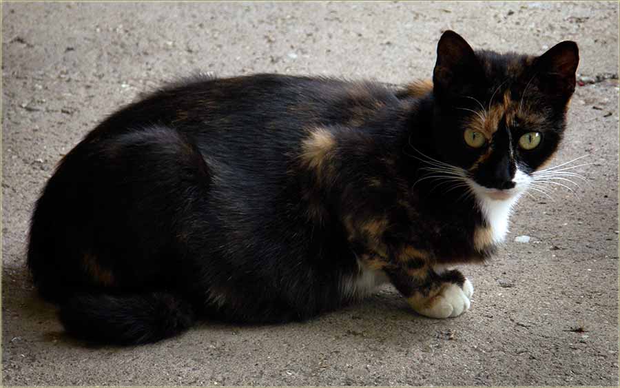 Kasapi, pa još i kuršmiti ...