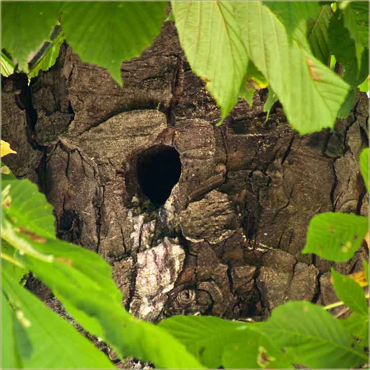 Mali čvorkovi isprid PC dućana !!!