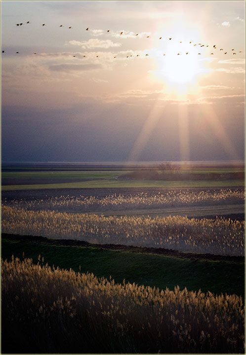 Odlazidu sivi ždralovi ...